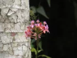 Rio do Sul, Fazenda na divisa com Ibirama (252)