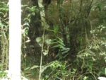 Rio do Sul, Fazenda na divisa com Ibirama (251)