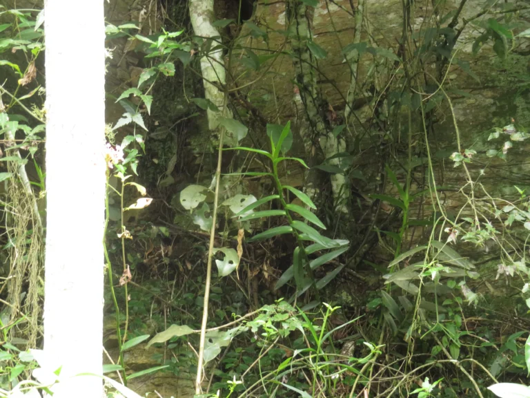 Rio do Sul, Fazenda na divisa com Ibirama (251)