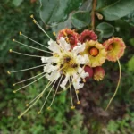 IMG_20251031_074708
