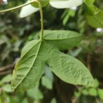 IMG_20251031_104337