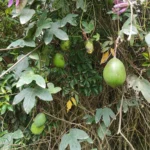 IMG_20251031_104213