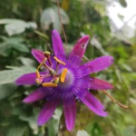 IMG_20251031_104242
