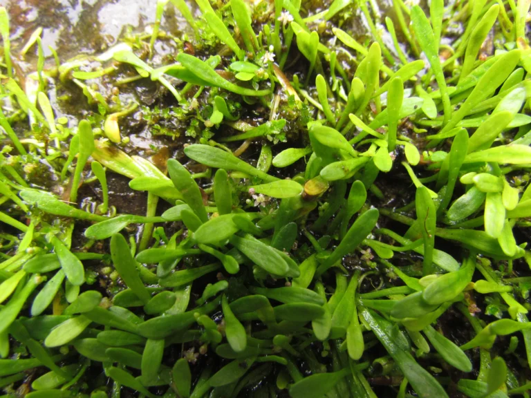 Lilaeopsis brasiliensis (6)