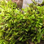 Lilaeopsis brasiliensis (3)
