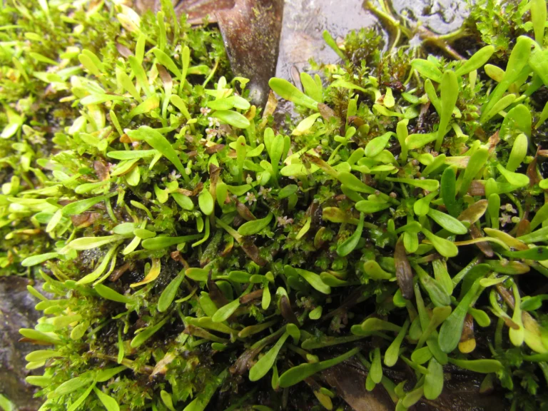 Lilaeopsis brasiliensis (3)