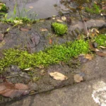 Lilaeopsis brasiliensis (1)