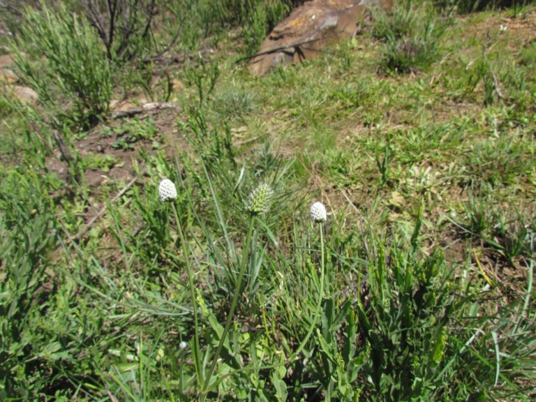 Eryngium zosterifolium (4)