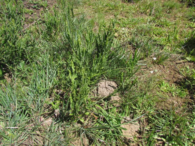 Eryngium zosterifolium (1)