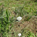Eryngium zosterifolium (2)