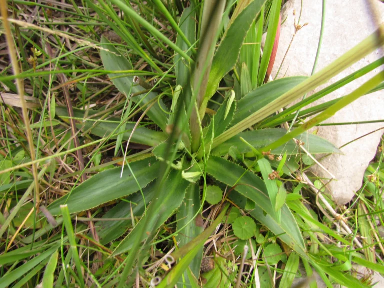 Eryngium urbanianum (15)