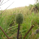 Eryngium urbanianum (14)