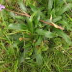Eryngium urbanianum (7)