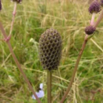 Eryngium urbanianum (3)