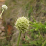 Eryngium subinerme (20)