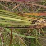 Eryngium subinerme (18)