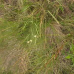 Eryngium subinerme (10)