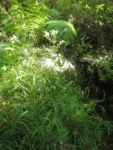 Eryngium smithii (28)