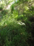 Eryngium smithii (26)