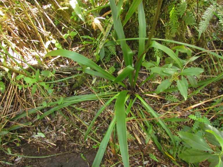 Eryngium smithii (22)