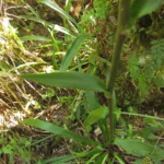 Eryngium smithii (20)