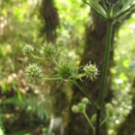 Eryngium smithii (13)