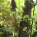 Eryngium smithii (14)