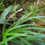 Eryngium smithii (11)