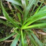 Eryngium smithii (9)