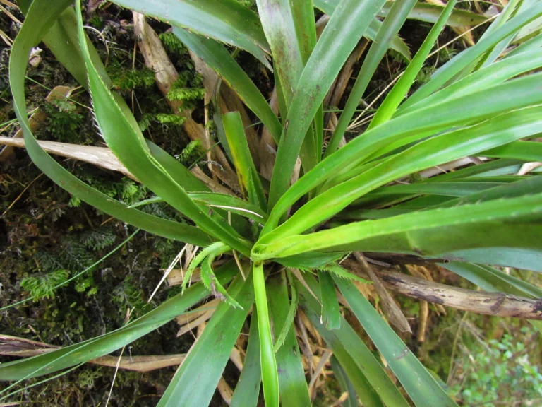 Eryngium smithii (9)