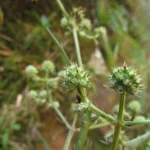 Eryngium smithii (5)