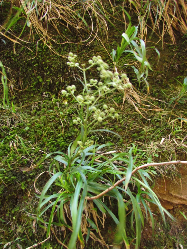 Eryngium smithii (2)