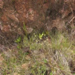 Eryngium scirpinum (10)