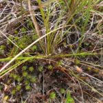 Eryngium scirpinum (9)