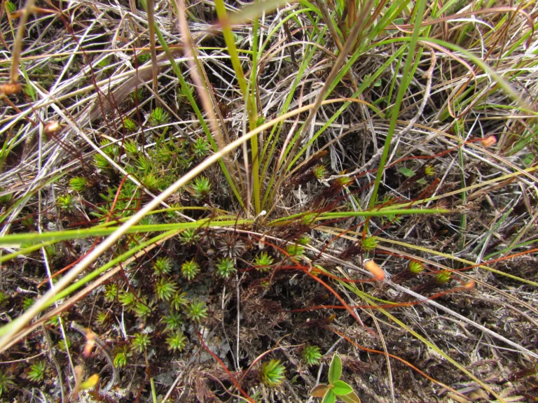 Eryngium scirpinum (9)