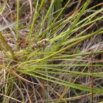 Eryngium scirpinum (7)
