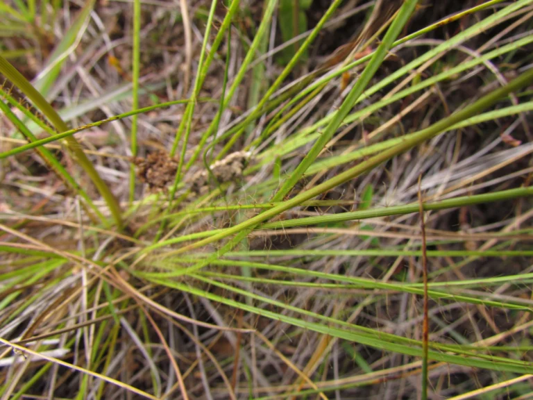 Eryngium scirpinum (7)