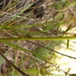 Eryngium scirpinum (5)
