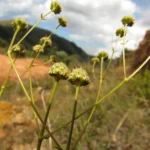 Eryngium scirpinum (1)