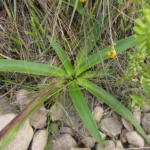 Eryngium sanguisorba (23)