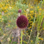 Eryngium sanguisorba (20)