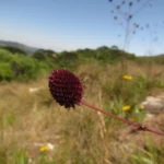 Eryngium sanguisorba (17)