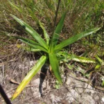 Eryngium sanguisorba (16)