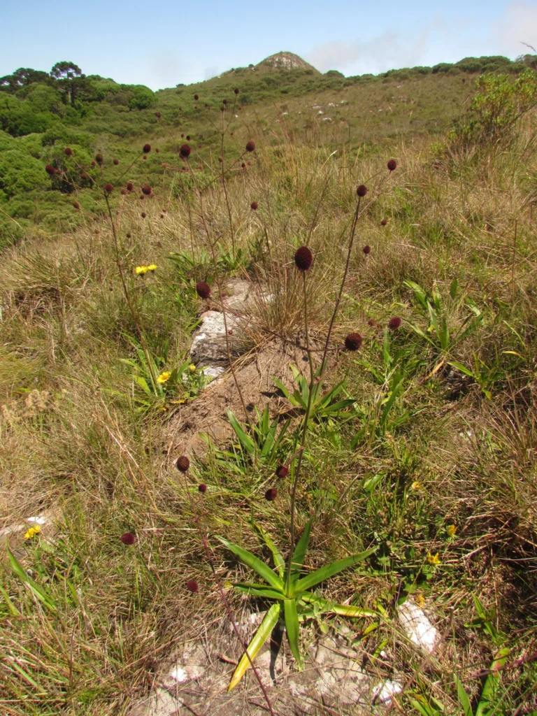 Eryngium sanguisorba (13)