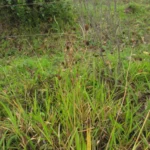 Eryngium sanguisorba (9)
