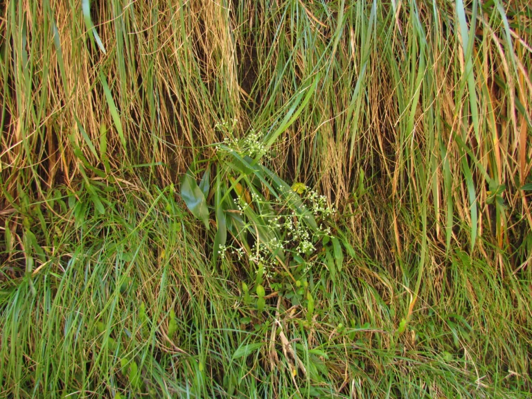 Eryngium raulinii (8)