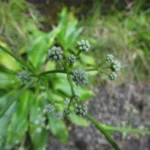 Eryngium raulinii (7)
