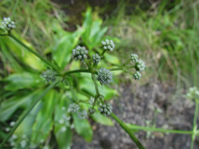 Eryngium raulinii (7)