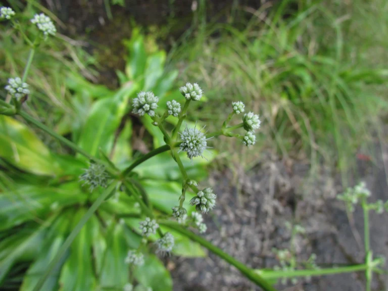 Eryngium raulinii (3)
