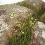 Eryngium pohlianum (6)